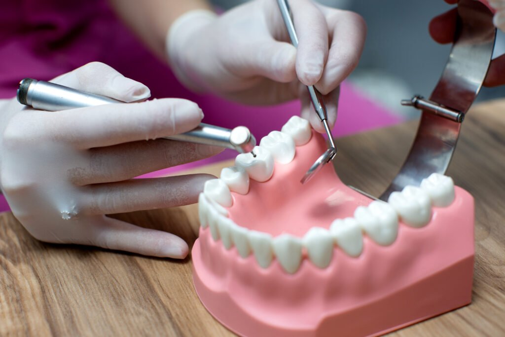 Dental model used to demonstrate teeth cleaning and oral hygiene procedure